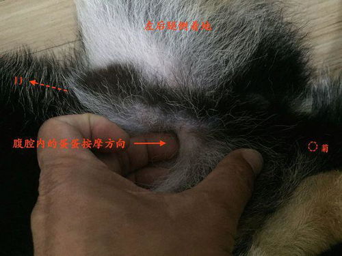 狗狗隐睾手术多久恢复