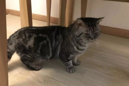 如何分辨流浪猫