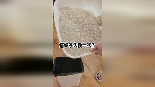 一般猫砂多久换一次