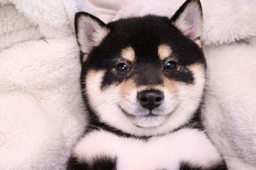 萨摩和柴犬哪个聪明