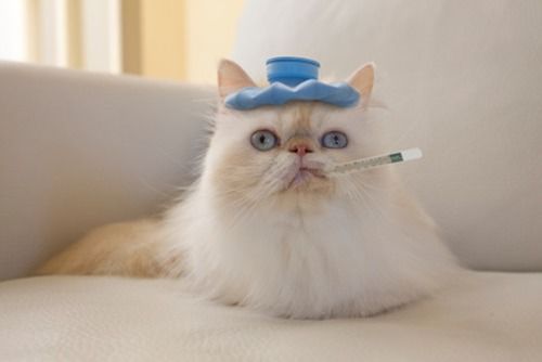 猫的鼻支多久能好