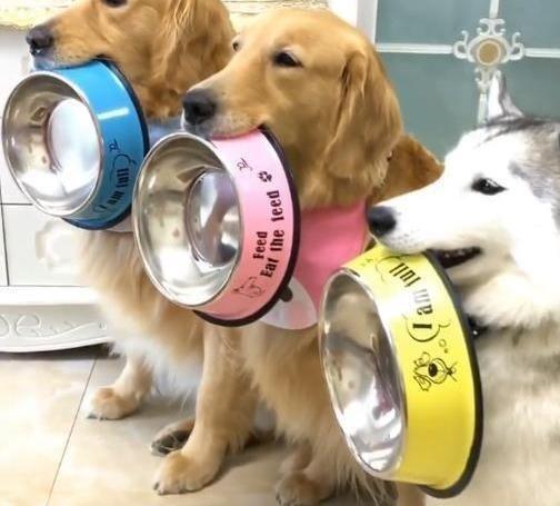 狗狗绝育要多久恢复