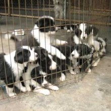 重庆有哪些犬舍