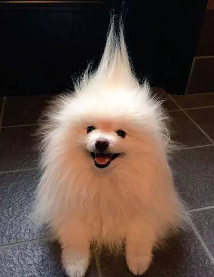 博美犬有哪些造型