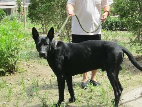 黑狼犬和昆明犬哪个好