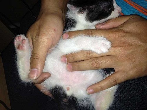孕猫如何照顾