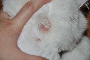 猫得了猫藓多久能好