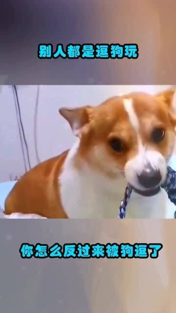 如何逗小狗玩