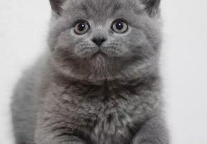 蓝猫和美短哪个掉毛少