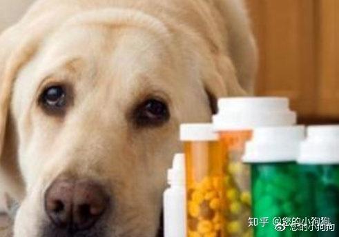 宠物狗有哪些常见病