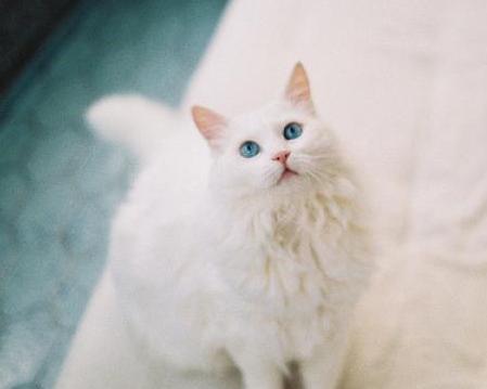 有哪些猫白色的