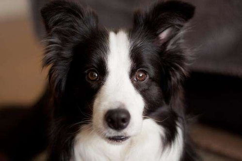 柯基犬如何辨认