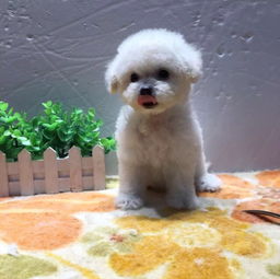 贵阳哪里有比熊犬出售