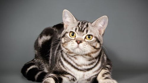 宠物猫品种有哪些品种
