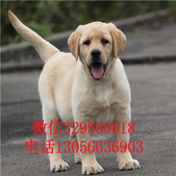 拉布拉多犬在哪里能买到