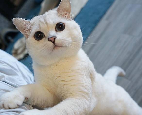 如何分辨猫咪假怀孕