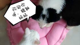 猫多久可以再次怀孕
