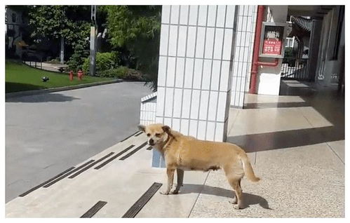 狗狗要关多久禁闭