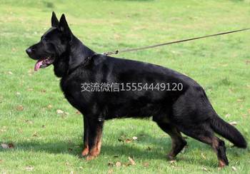 如何训练东德牧羊犬