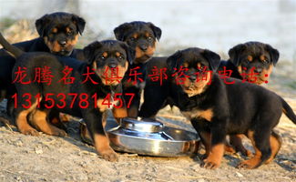 哪里有纯种狗卖