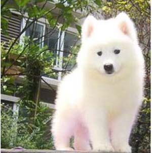 萨摩幼犬多久驱虫