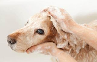 如何对幼犬洗澡