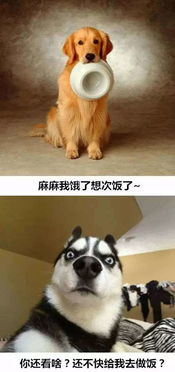 金毛和柴犬哪个更聪明