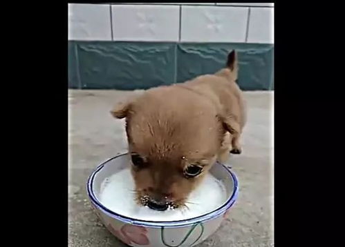 小狗喝奶一次喝多久