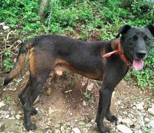 狩猎犬类犬有哪些