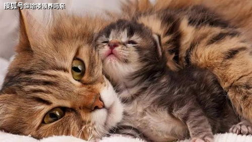 母猫不舔小猫会怎么样