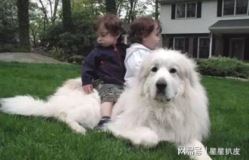 大白熊犬和金毛养哪个