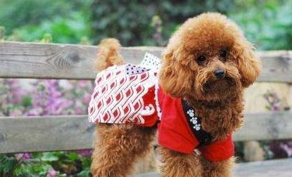 泰迪犬疫苗多久打一次
