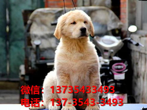 哪里能买到小狗养