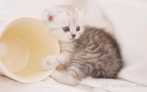 茶杯猫可以活多久