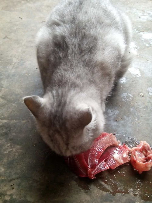 猫可以吃哪些内脏