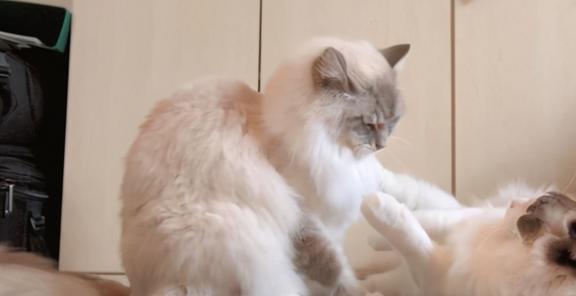 如何让猫咪独立