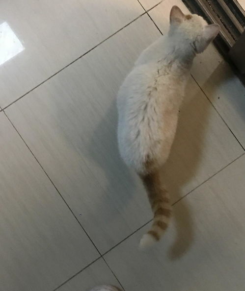 哪里有收留猫的地方