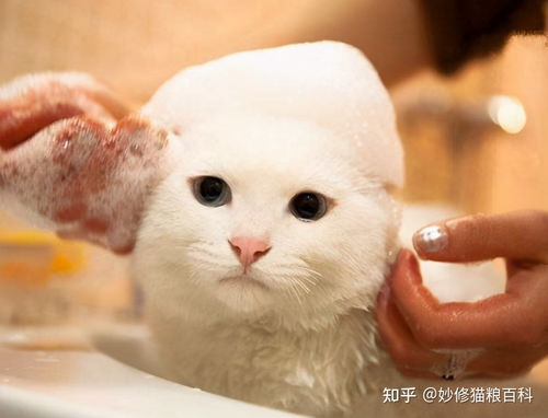 猫猫多久可以洗澡