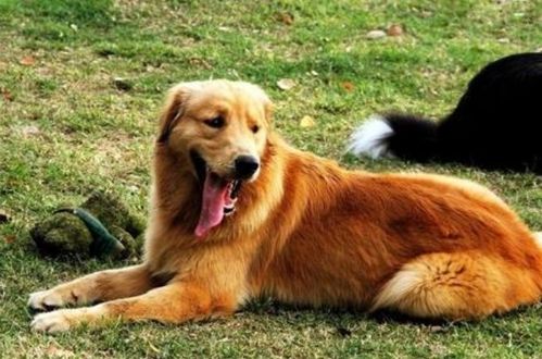 金毛犬到新家多久洗澡