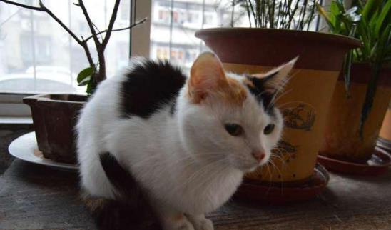 如何确认对猫咪过敏