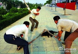 巴中哪里买狗