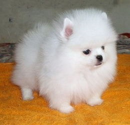 哪里卖便宜的博美犬