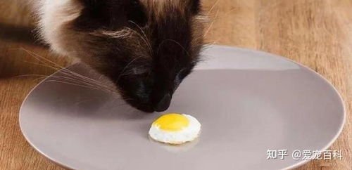不能喂猫哪些食物