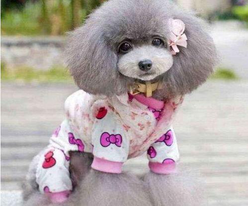 鹿犬和泰迪哪个好养