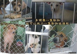 在哪里可以收养狗