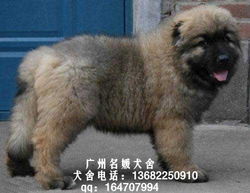 广州哪里有批发狗