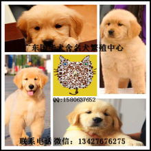 广东哪里有出售狗的