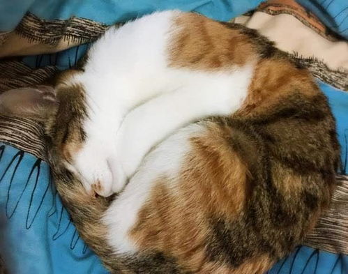 夏天猫喜欢睡哪里