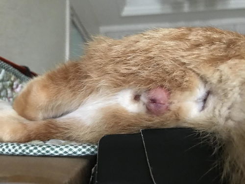 公猫绝育后如何消肿