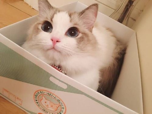 猫独自关家里多久